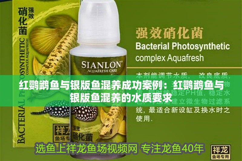 紅鸚鵡魚與銀版魚混養成功案例：紅鸚鵡魚與銀版魚混養的水質要求