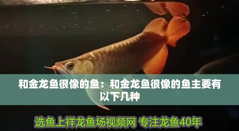 和金龍魚很像的魚：和金龍魚很像的魚主要有以下幾種 和金龍魚很像的魚：和金龍魚很像的魚主要有以下幾種 龍魚百科