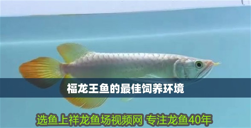福龍王魚的最佳飼養(yǎng)環(huán)境
