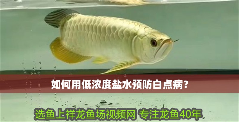 如何用低濃度鹽水預防白點病？
