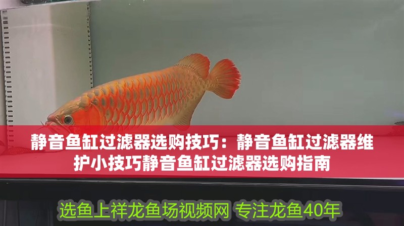 靜音魚缸過濾器選購技巧：靜音魚缸過濾器維護小技巧靜音魚缸過濾器選購指南