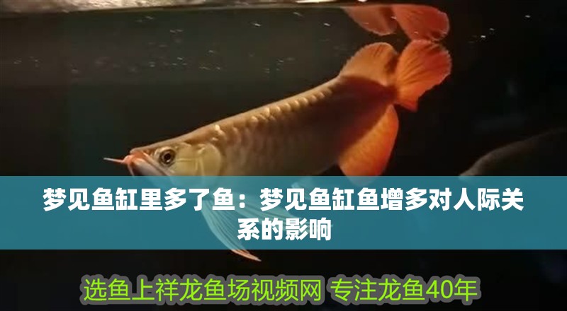 夢見魚缸里多了魚：夢見魚缸魚增多對人際關系的影響