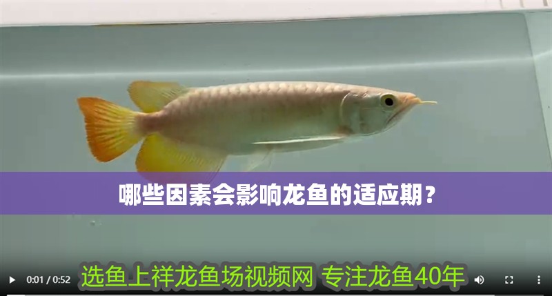哪些因素會影響龍魚的適應期？