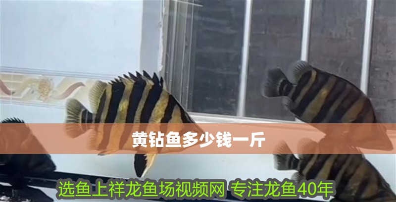 黃鉆魚多少錢一斤