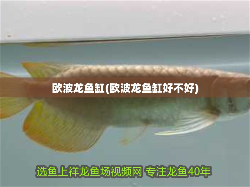 歐波龍魚缸(歐波龍魚缸好不好)