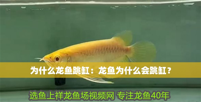 為什么龍魚跳缸：龍魚為什么會跳缸？