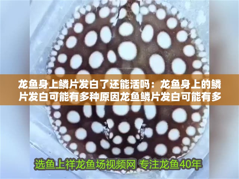 龍魚身上鱗片發(fā)白了還能活嗎：龍魚身上的鱗片發(fā)白可能有多種原因龍魚鱗片發(fā)白可能有多種原因