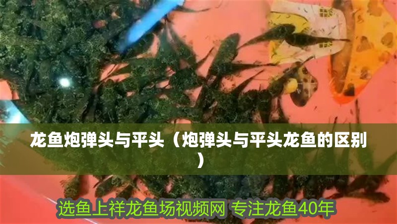 龍魚炮彈頭與平頭（炮彈頭與平頭龍魚的區(qū)別）