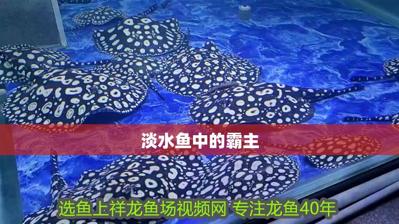 淡水魚中的霸主 淡水魚中的霸主 龍魚論壇