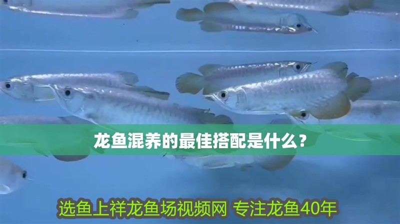 龍魚混養(yǎng)的最佳搭配是什么？