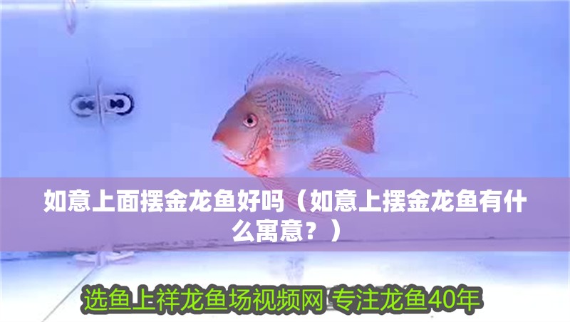 如意上面擺金龍魚(yú)好嗎（如意上擺金龍魚(yú)有什么寓意？）