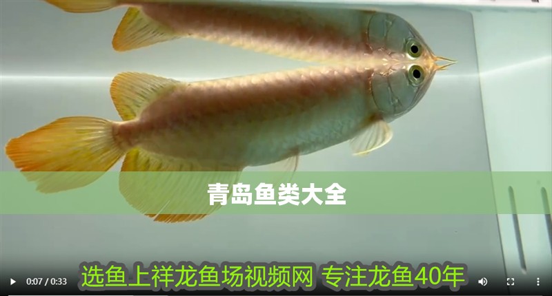 青島魚類大全