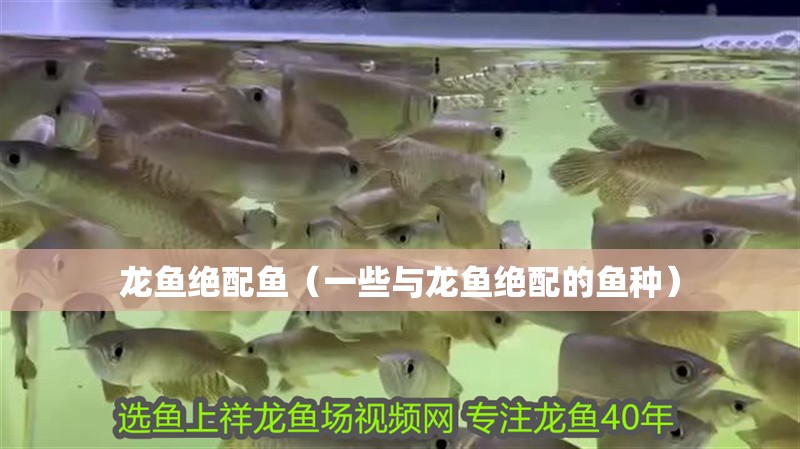 龍魚絕配魚（一些與龍魚絕配的魚種）