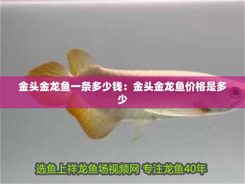 金頭金龍魚一條多少錢：金頭金龍魚價(jià)格是多少