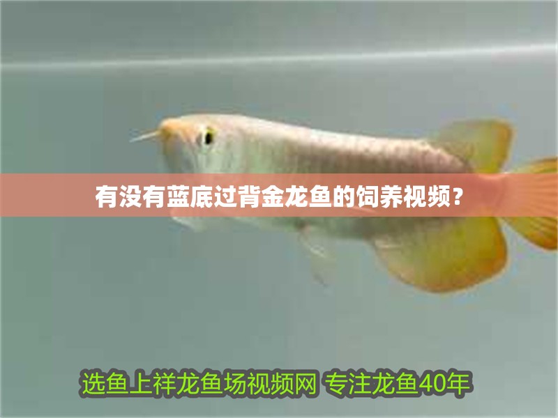 有沒有藍底過背金龍魚的飼養(yǎng)視頻？