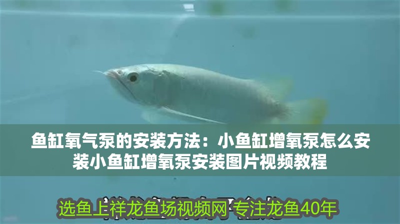 魚(yú)缸氧氣泵的安裝方法：小魚(yú)缸增氧泵怎么安裝小魚(yú)缸增氧泵安裝圖片視頻教程 魚(yú)缸氧氣泵的安裝方法：小魚(yú)缸增氧泵怎么安裝小魚(yú)缸增氧泵安裝圖片視頻教程 魚(yú)缸百科