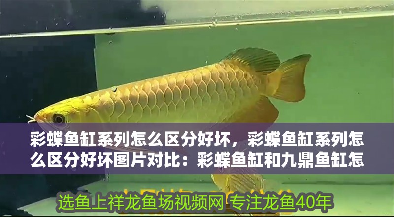 彩蝶魚缸系列怎么區分好壞，彩蝶魚缸系列怎么區分好壞圖片對比：彩蝶魚缸和九鼎魚缸怎么區分好壞