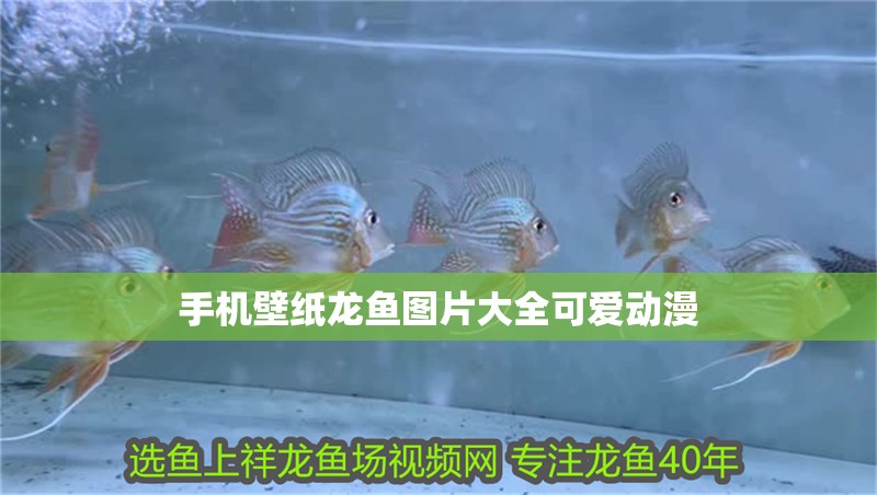 手機壁紙龍魚圖片大全可愛動漫