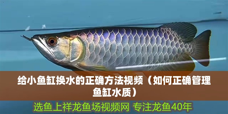 給小魚缸換水的正確方法視頻（如何正確管理魚缸水質(zhì)）