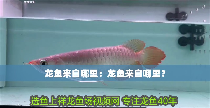 龍魚來自哪里：龍魚來自哪里？