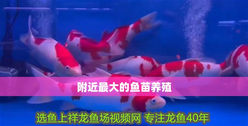 附近最大的魚(yú)苗養(yǎng)殖