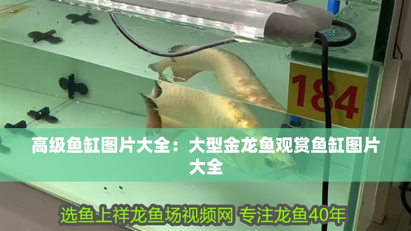 高級魚缸圖片大全：大型金龍魚觀賞魚缸圖片大全