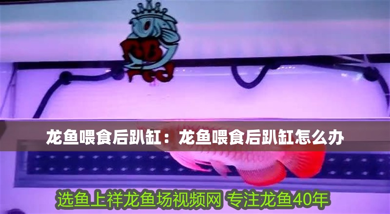 龍魚喂食后趴缸：龍魚喂食后趴缸怎么辦
