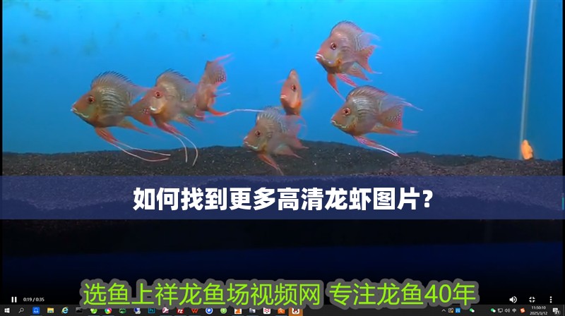 如何找到更多高清龍蝦圖片？ 如何找到更多高清龍蝦圖片？ 龍魚百科