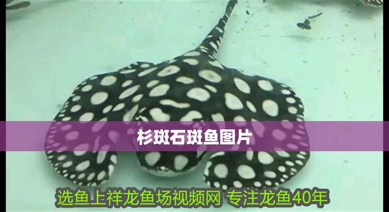 杉斑石斑魚圖片 杉斑石斑魚圖片 龍魚論壇