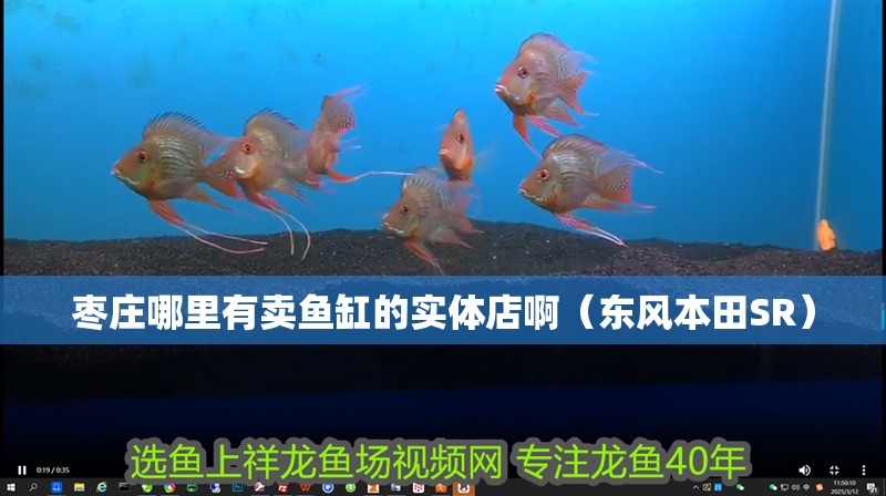棗莊哪里有賣魚缸的實(shí)體店啊（東風(fēng)本田SR）