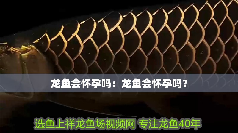 龍魚會懷孕嗎：龍魚會懷孕嗎？