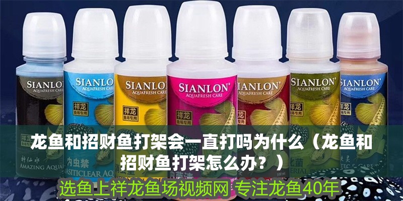 龍魚和招財魚打架會一直打嗎為什么（龍魚和招財魚打架怎么辦？）