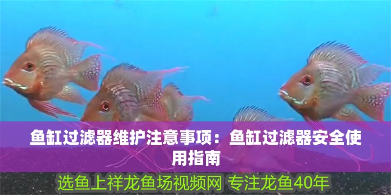 魚缸過濾器維護注意事項：魚缸過濾器安全使用指南