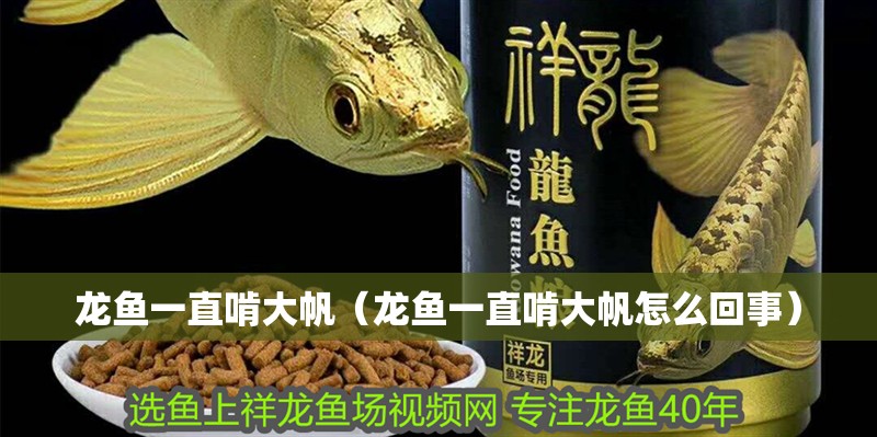 龍魚一直啃大帆（龍魚一直啃大帆怎么回事）