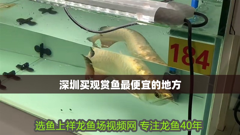 深圳買觀賞魚最便宜的地方