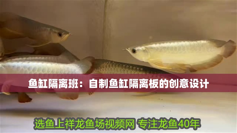 魚缸隔離班：自制魚缸隔離板的創(chuàng)意設(shè)計(jì)