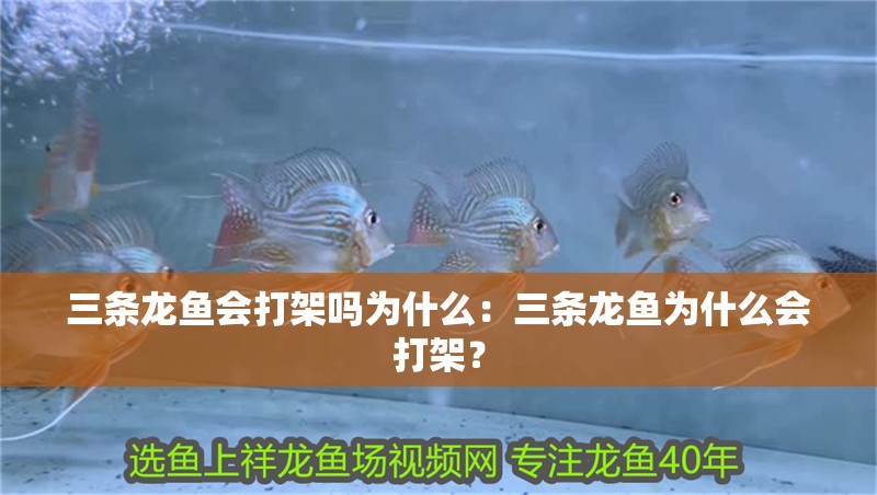 三條龍魚會打架嗎為什么：三條龍魚為什么會打架？