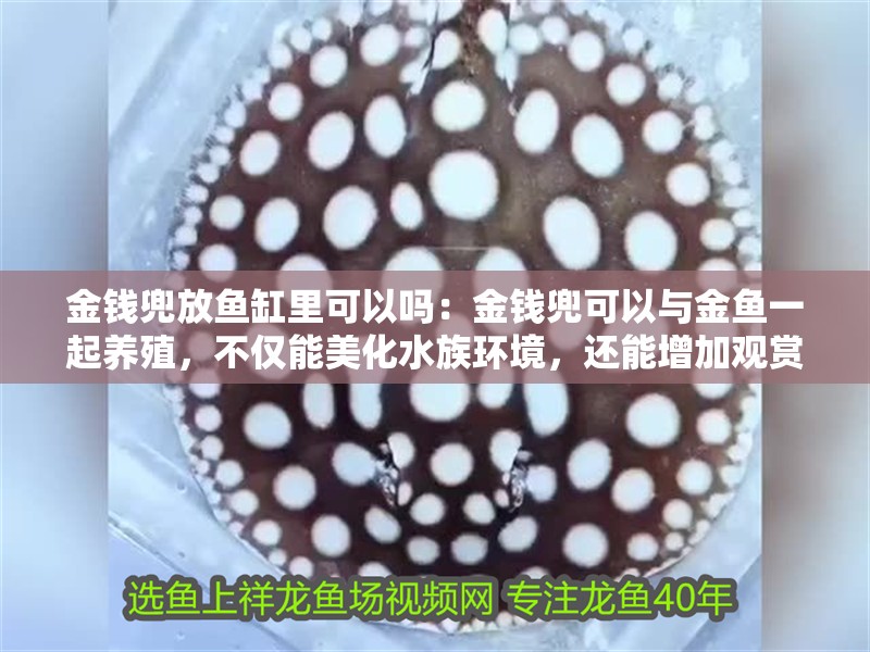 金錢兜放魚缸里可以嗎：金錢兜可以與金魚一起養殖，不僅能美化水族環境，還能增加觀賞性