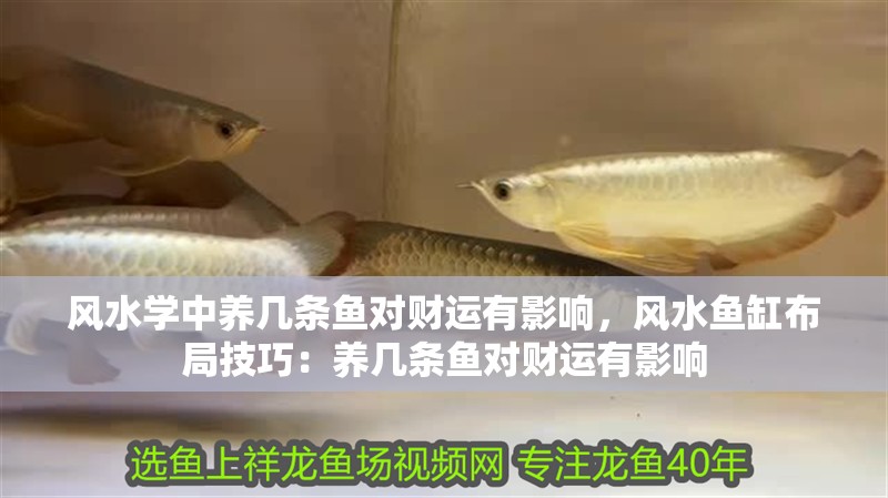 魚缸過濾器選購指南:自制魚缸過濾器魚缸上置過濾器對于養魚愛好者的必備知識 風水學中養幾條魚對財運有影響,風水魚缸布局技巧:養幾條魚對財運有影響 魚缸百科 風水學中養幾條魚對財運有影響,風水魚缸布局技巧:養幾條魚對財運有影響 風水學中養幾條魚對財運有影響,風水魚缸布局技巧:養幾條魚對財運有影響 魚缸百科
