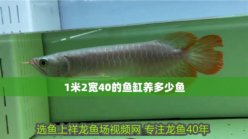 我的虎魚真菌感染了要怎么處理 1米2寬40的魚缸養多少魚 龍魚論壇 1米2寬40的魚缸養多少魚 1米2寬40的魚缸養多少魚 龍魚論壇