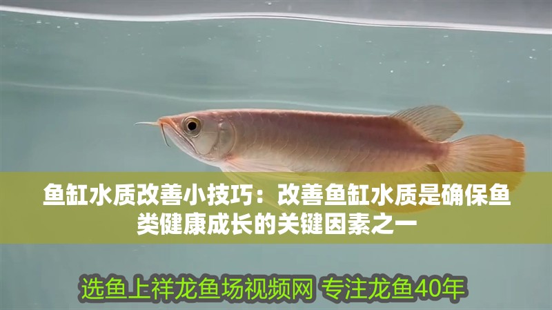 魚缸水質改善小技巧：改善魚缸水質是確保魚類健康成長的關鍵因素之一