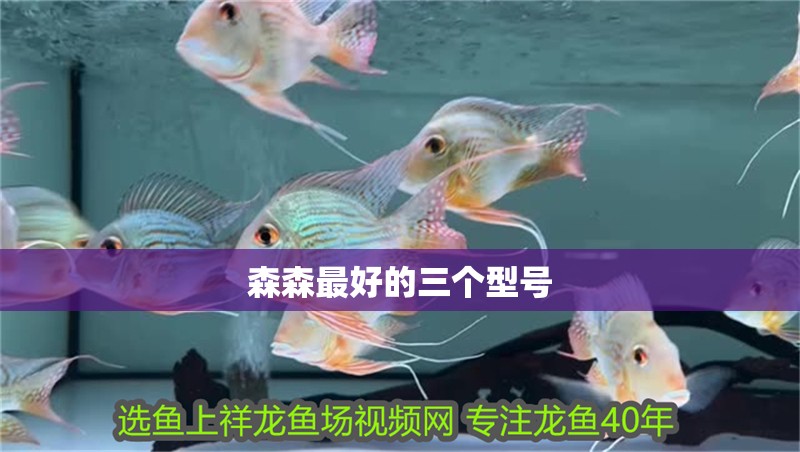 森森最好的三個型號