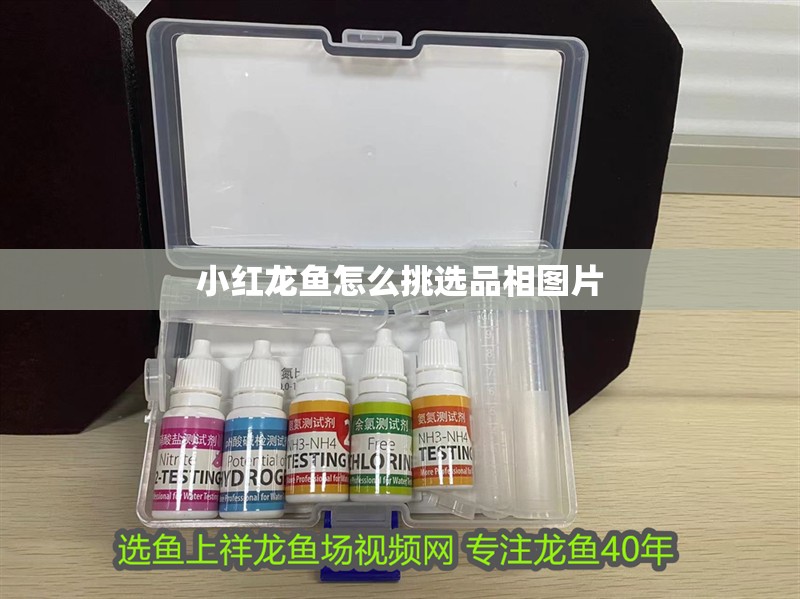 小紅龍魚怎么挑選品相圖片