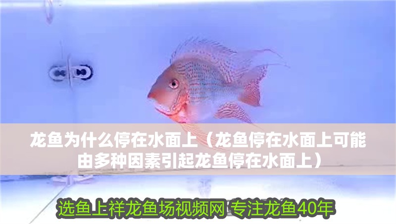 龍魚為什么停在水面上（龍魚停在水面上可能由多種因素引起龍魚停在水面上）
