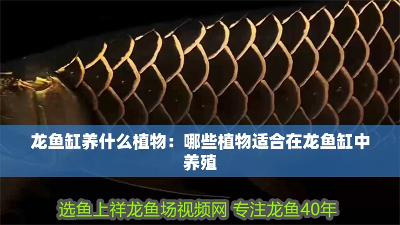 龍魚缸養什么植物：哪些植物適合在龍魚缸中養殖