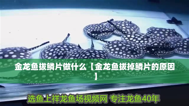 金龍魚拔鱗片做什么【金龍魚拔掉鱗片的原因】