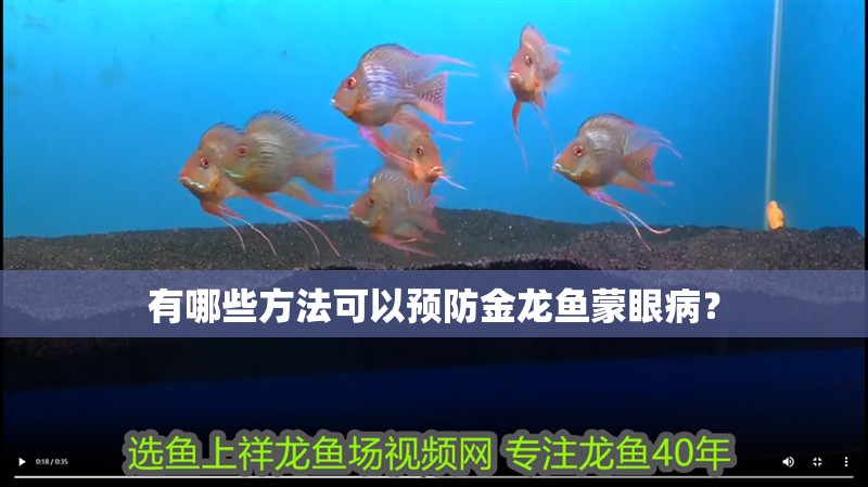 有哪些方法可以預防金龍魚蒙眼病？