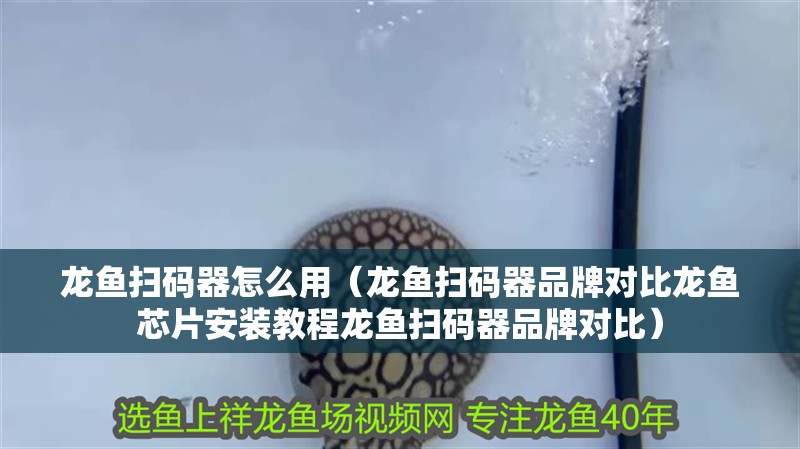 龍魚掃碼器怎么用（龍魚掃碼器品牌對比龍魚芯片安裝教程龍魚掃碼器品牌對比）
