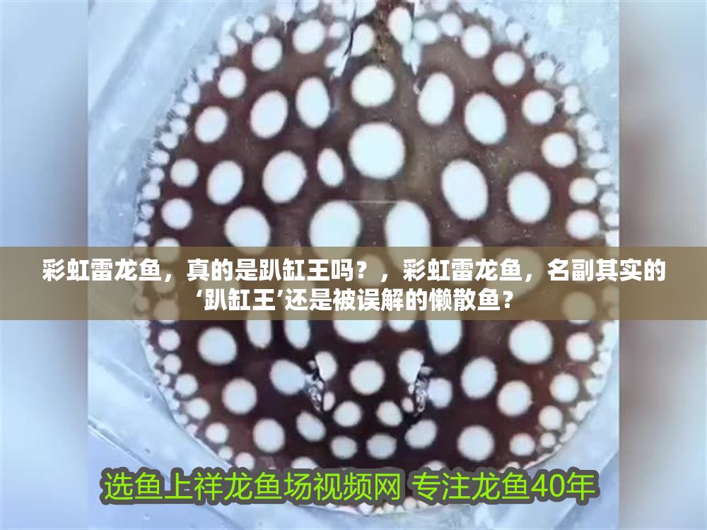 彩虹雷龍魚，真的是趴缸王嗎？，彩虹雷龍魚，名副其實的‘趴缸王’還是被誤解的懶散魚？