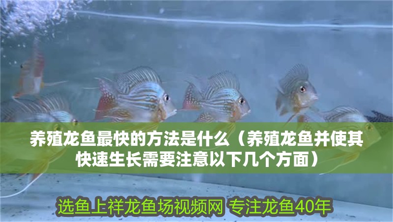 養殖龍魚最快的方法是什么（養殖龍魚并使其快速生長需要注意以下幾個方面）